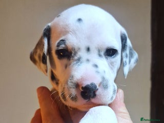 Dalmatian dogs ❤️Top class litter of quality KC Dalmatians❤️ - Advert 3
