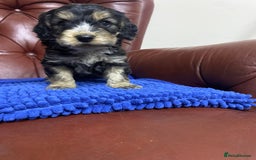 Cockapoo dogs for sale: F1 Gen Cockapoo Puppies - Image 9