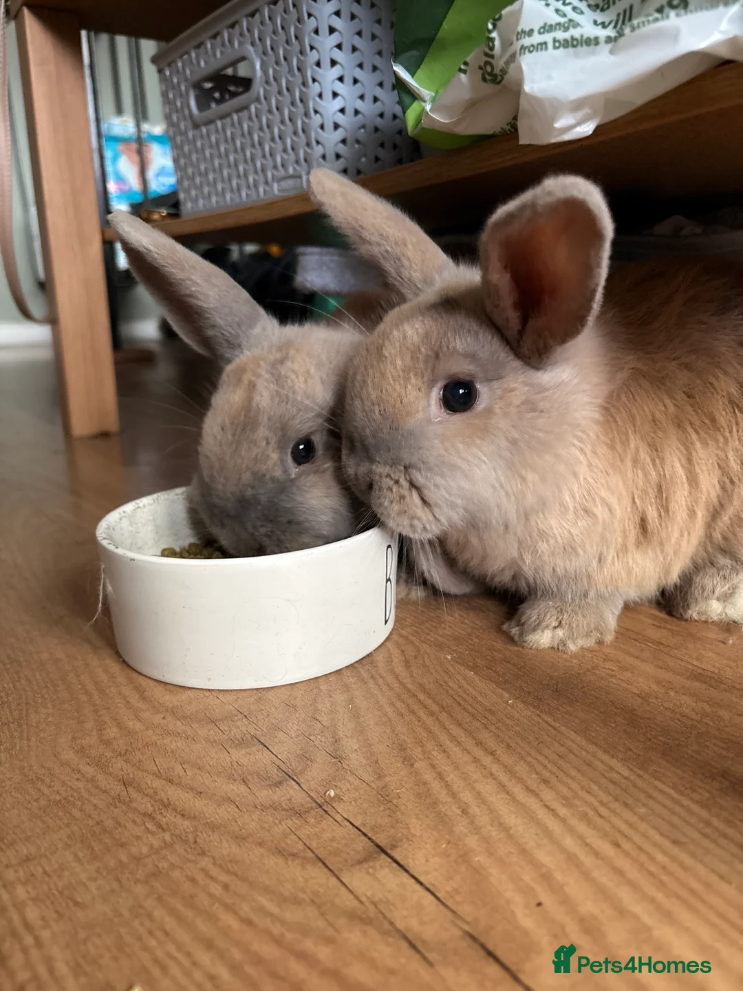 Mixed Breed rabbits for sale: 2 male rabbits  in Loughborough - Advert 1