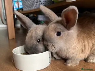 Mixed Breed rabbits 2 male rabbits in Loughborough - Advert 1