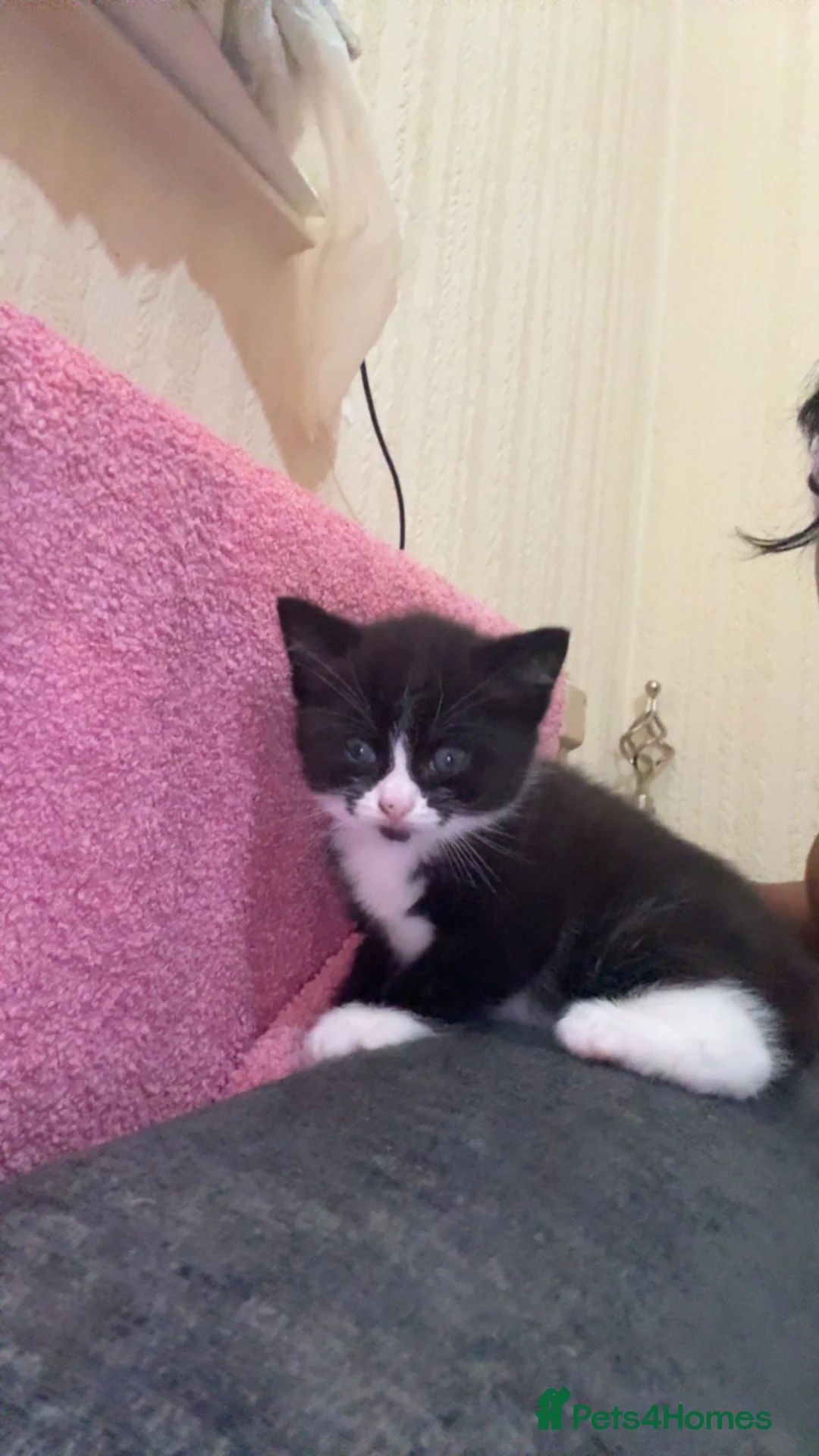 Mixed Breed cats for sale: Male kitten for sale in Enfield - Advert 4