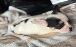 Mixed Breed dogs for sale: French poms *READY NOW 2 LEFT* - Image 6