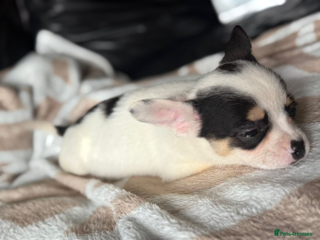 Mixed Breed dogs for sale: French poms *READY NOW 2 LEFT* - Image 6