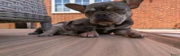 French Bulldog dogs for sale: French bulldog puppies  - Advert 20