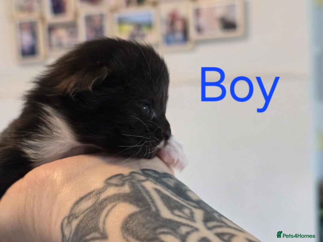 Mixed Breed cats for sale: Adorable Kittens Looking for Their Forever Homes - Image 6