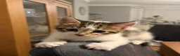 Mixed Breed cats for sale: 6 gorgeous kittens for sale - Advert 23