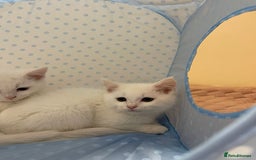 Ragdoll cats for sale: British Shorthair Cross Ragdoll Kittens  - Advert 9