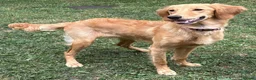 Goldendoodle dogs for sale: PARENTS ARE FROM SUPER HEALTH TESTED LINEAGE  - Advert 4