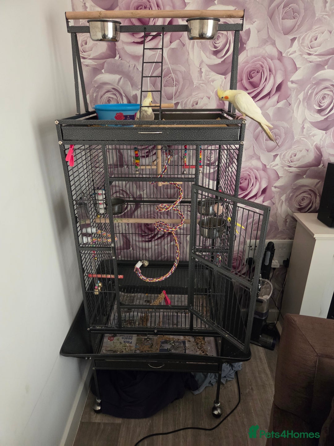 Cockatiels birds for sale: 2 lovely cockatiel with big cage - Image 3