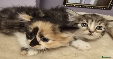 Siberian cats - Advert 3