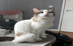 Ragdoll cats for sale: 6 gorgeous fluffy ragdoll kittens  - Image 25
