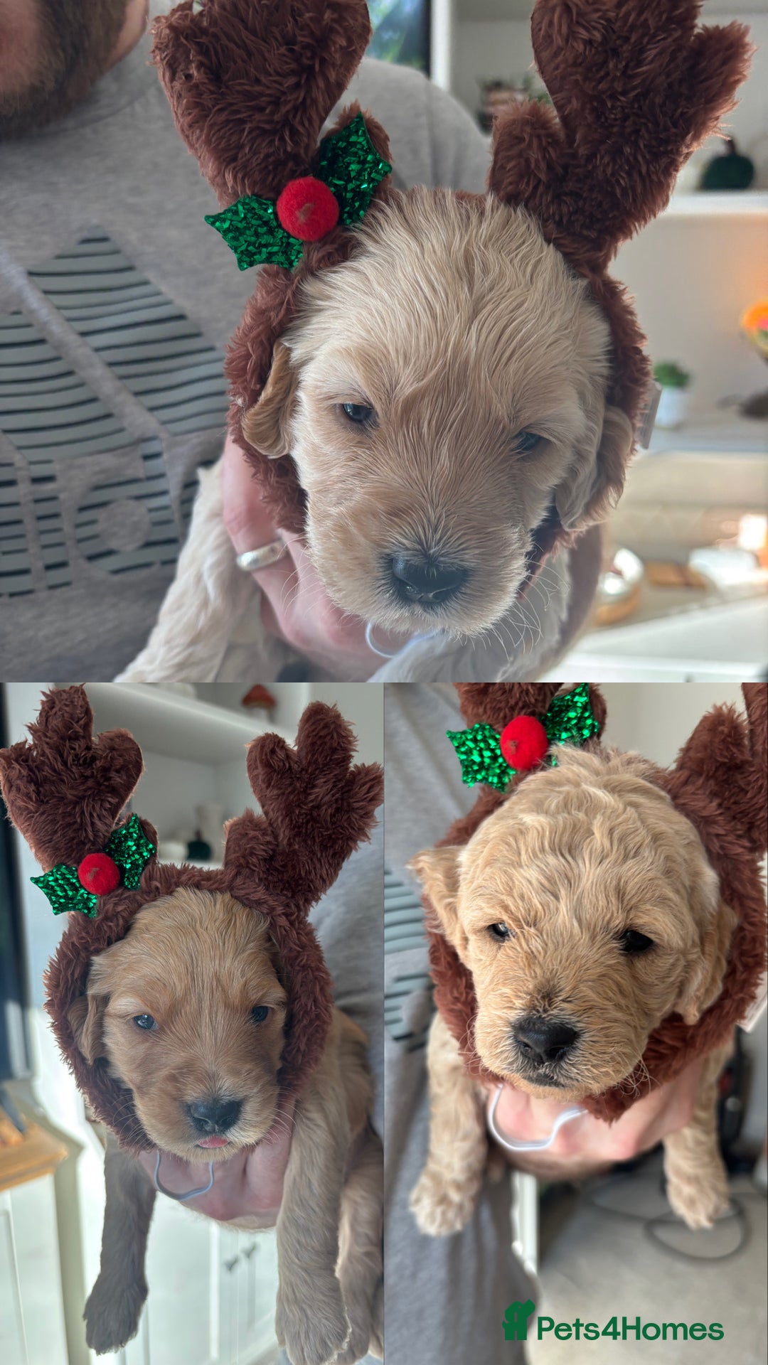 Mini Goldendoodle dogs for sale: F2 mini golden doodle puppies.  - Advert 7