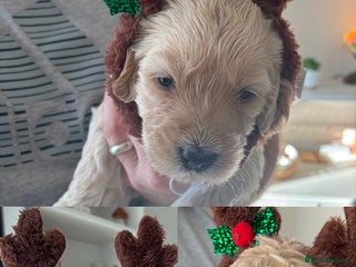 Mini Goldendoodle dogs F2 mini golden doodle puppies. - Advert 3