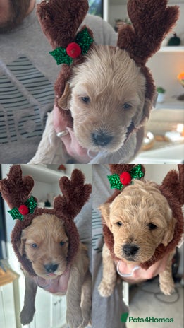 Mini Goldendoodle dogs F2 mini golden doodle puppies. - Advert 1
