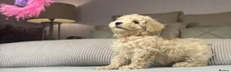Maltipoo dogs for sale: GORGEOUS MALTIPOOS. BOYS ONLY - Advert 23