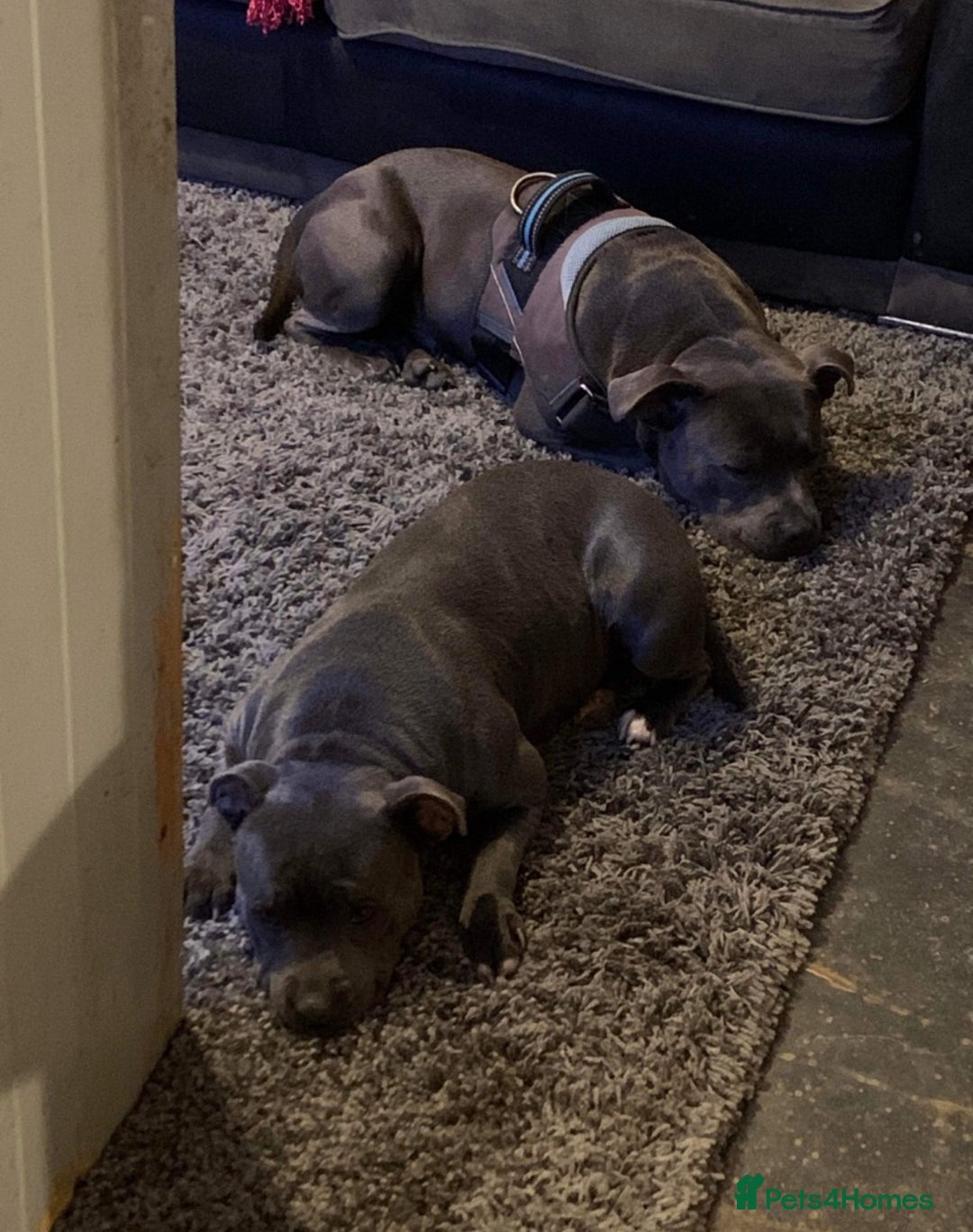 Staffordshire Bull Terrier dogs for sale: Blue kc registered staff puppies - Advert 2