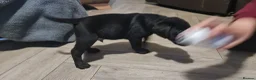 Labrador Retriever dogs for sale: Labrador Puppies *** Last Boy Left Ready to Go*** - Advert 13