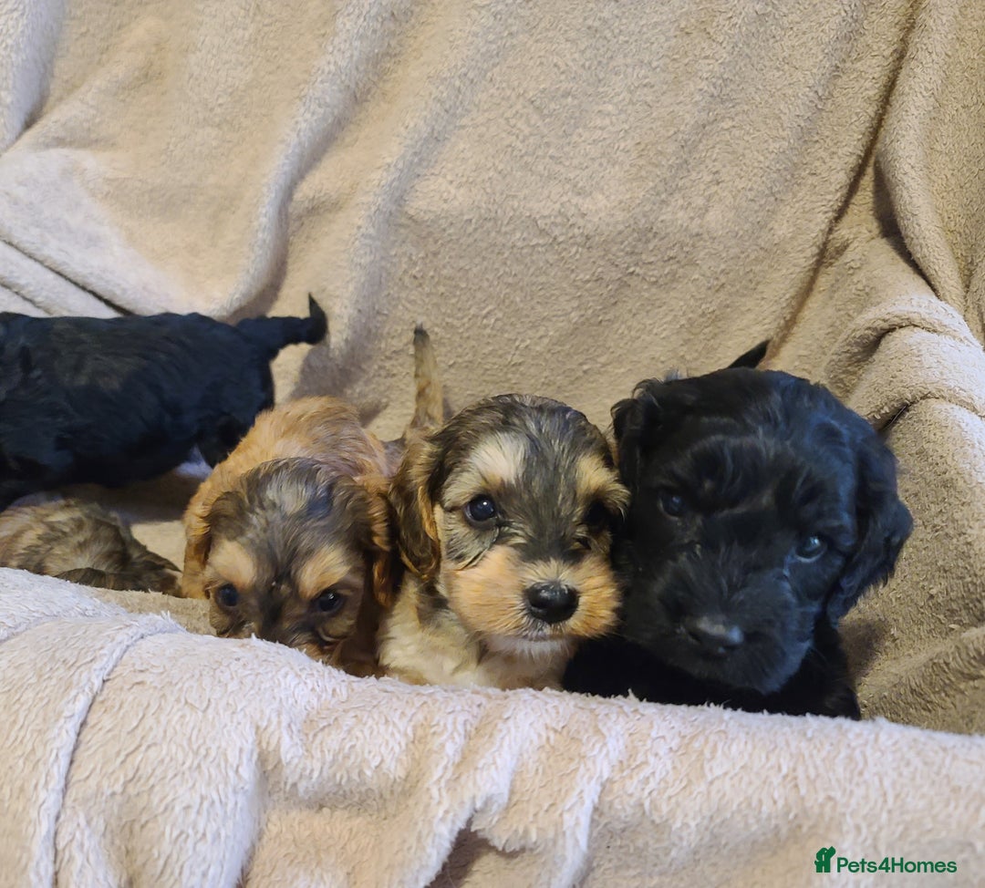 Cockapoo dogs for sale: Super Socialised F1 Cockapoo Puppies. DNA TESTED.  - Image 35