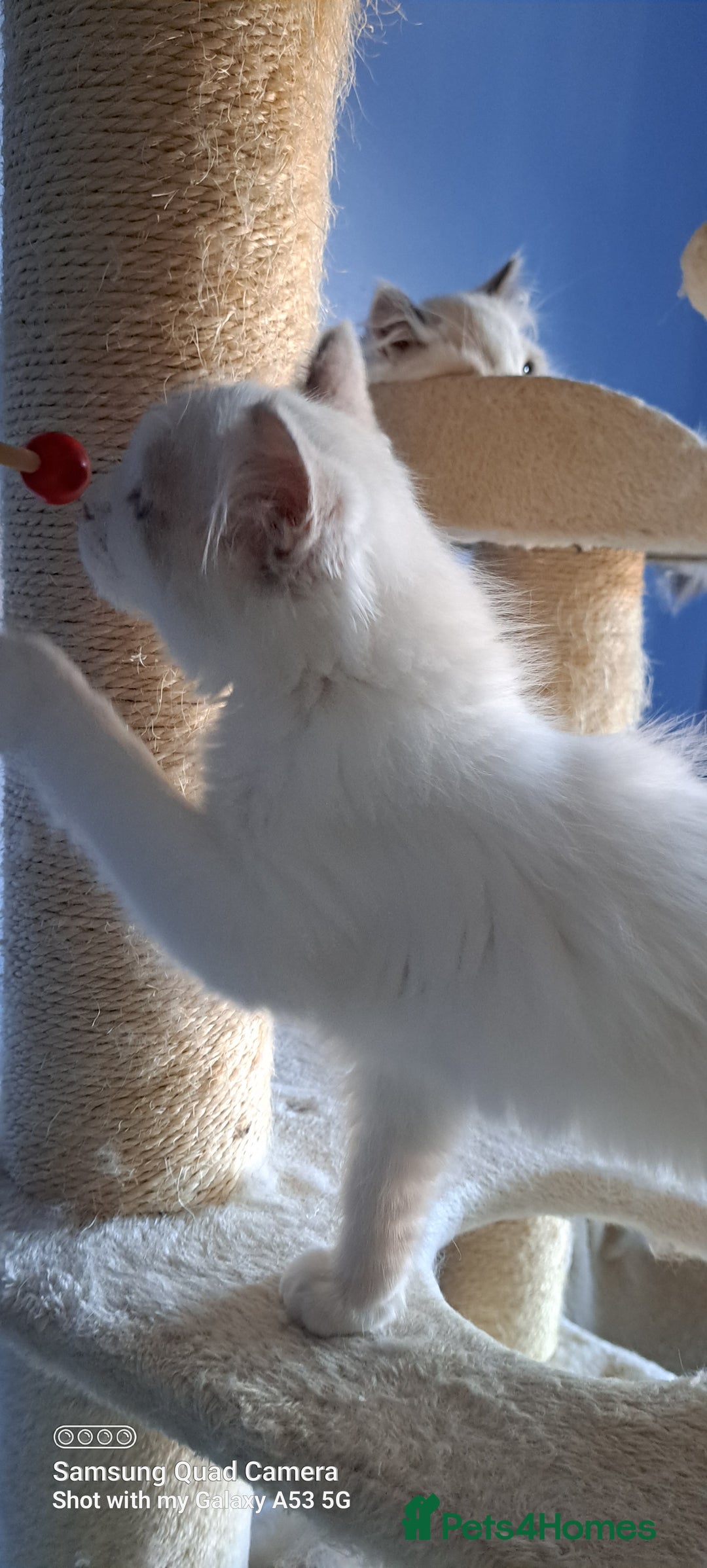 Ragdoll cats for sale: GCCF reg Ragdoll kittens  - Image 14