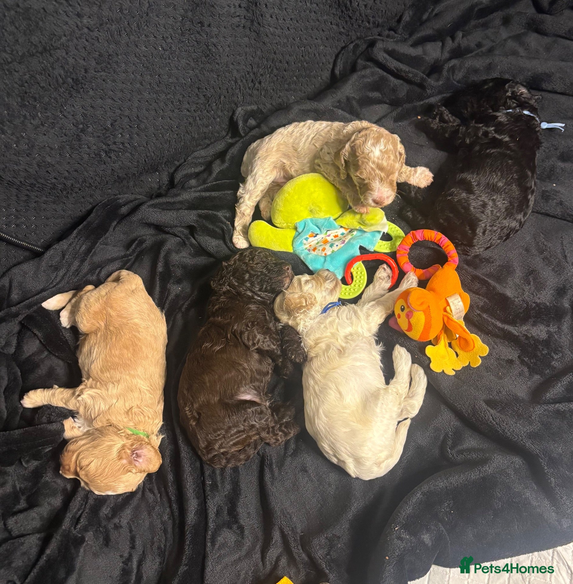 Cavapoo dogs for sale: F2B Cavapoos- Rare Chocolates & liver Noses ❤️🐾 - Advert 1