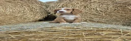 Cocker Spaniel dogs for sale: READY Now 1st vacc working cockers - Advert 4