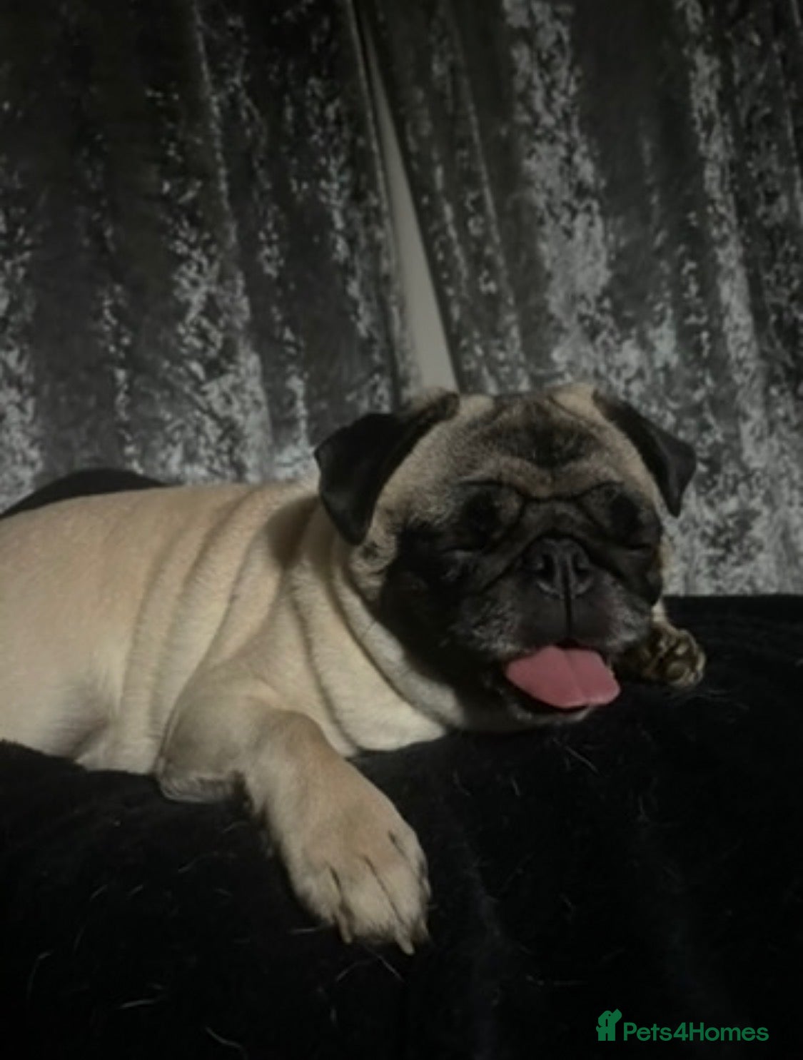 Pug dogs Beautiful fawn pug KC registered - Advert 6