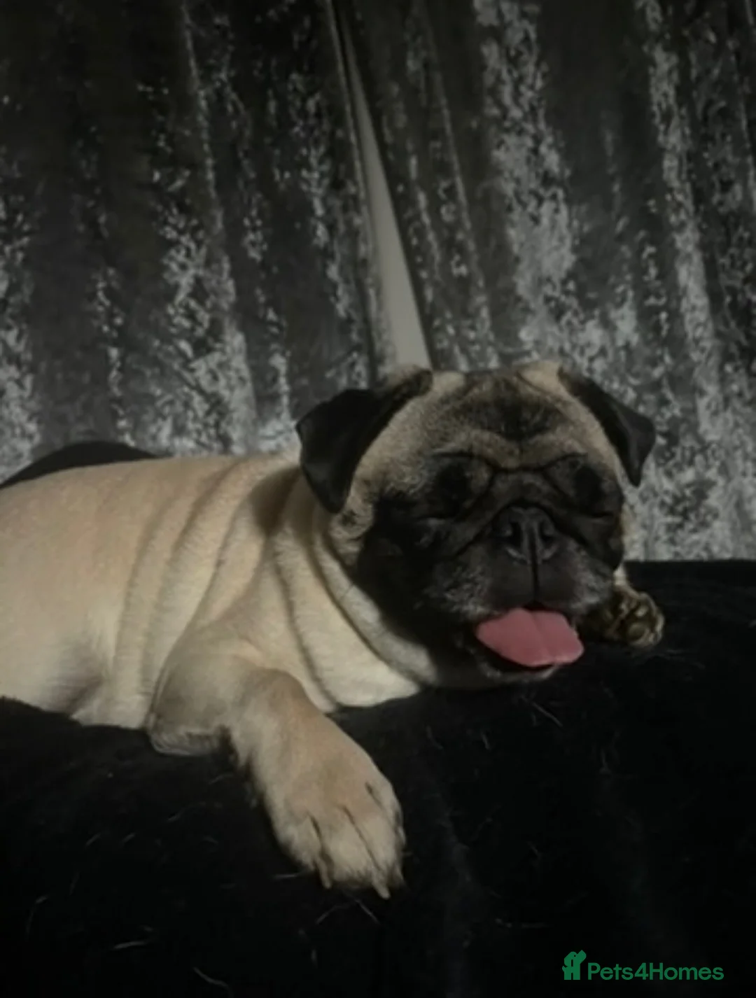 Pug dogs for sale: Beautiful fawn pug KC registered - Advert 1