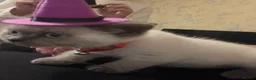 Ragdoll cats for sale: Siena  - Advert 23