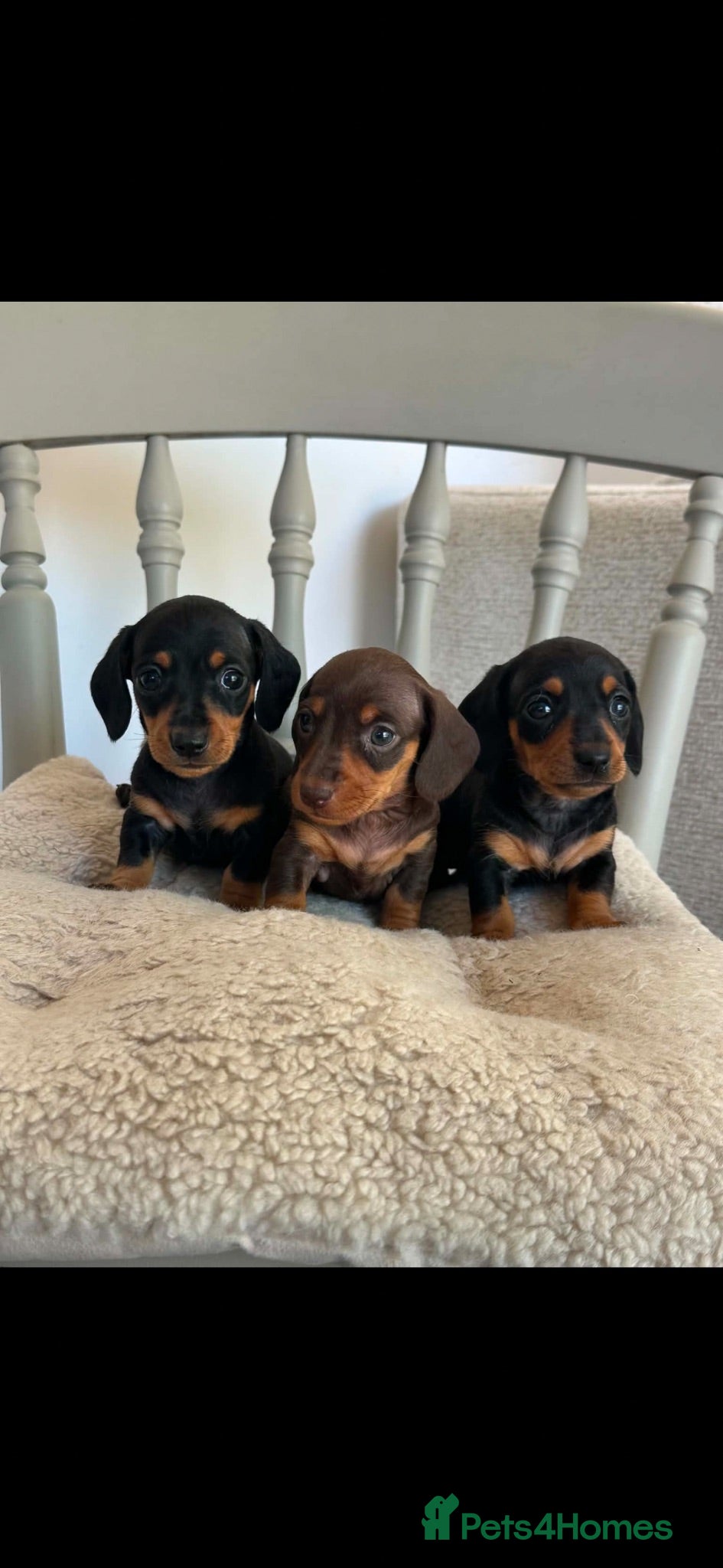 Miniature Dachshund dogs Kc registered miniature dachshund puppies  - Advert 1