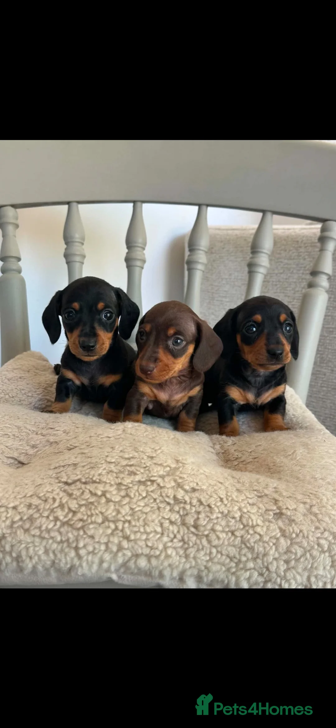 Miniature Dachshund dogs for sale: Kc registered miniature dachshund puppies  - Advert 1