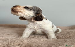 Cocker Spaniel dogs for sale: Show type cocker spaniels  - Image 21