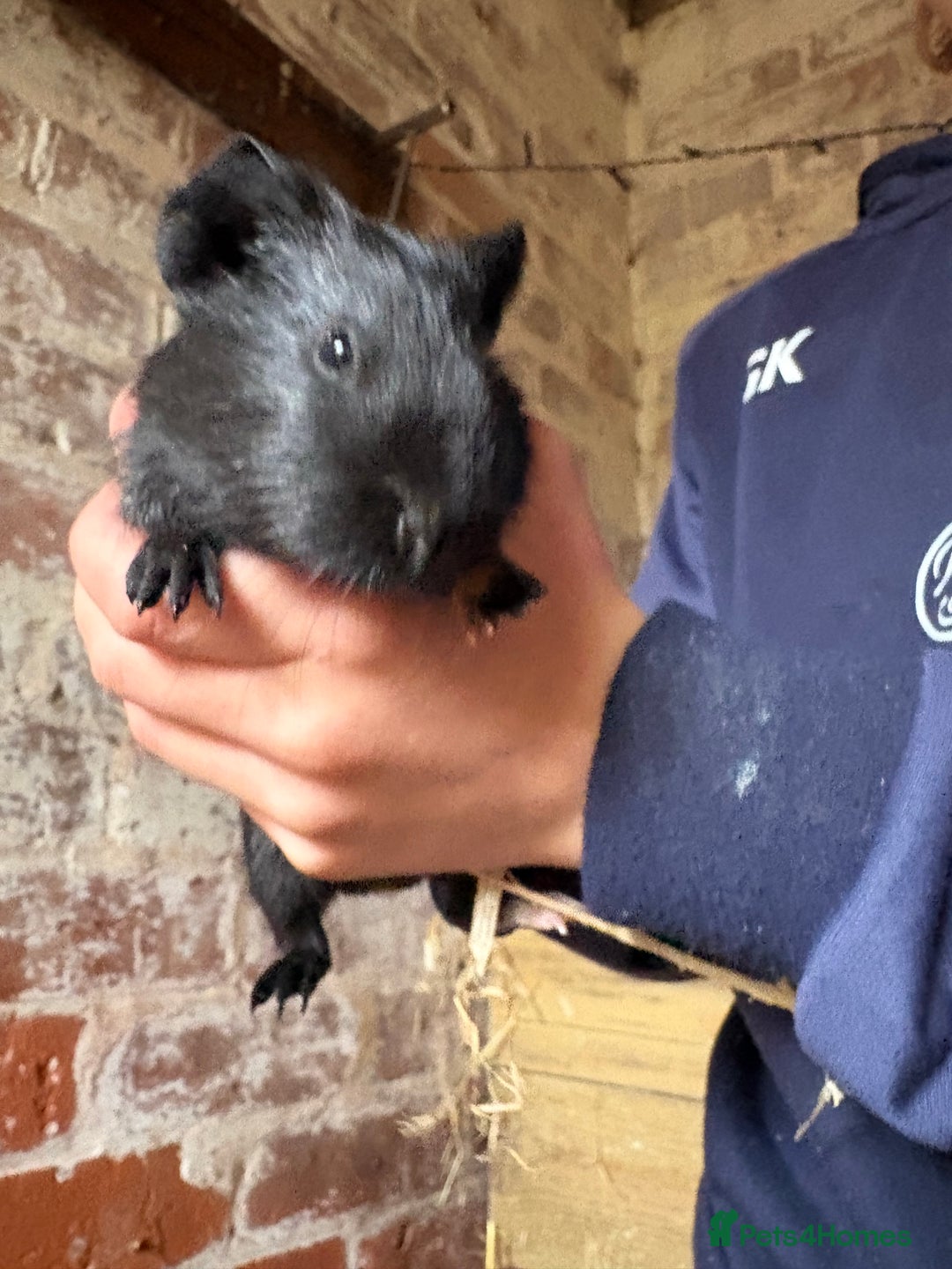 Guinea Pig rodents for sale: Baby Guinea pig very friendly  - Image 7