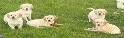 Golden Retriever dogs for sale: Beautiful Golden Retriever Puppies Ready Now - Advert 3