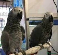 Parrots birds 🐦 Beautiful Healthy African grey Available  - Advert 5