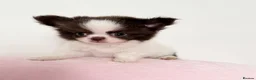 Chihuahua dogs for sale: KC Thai/Russian Long coat Boy  - Advert 5