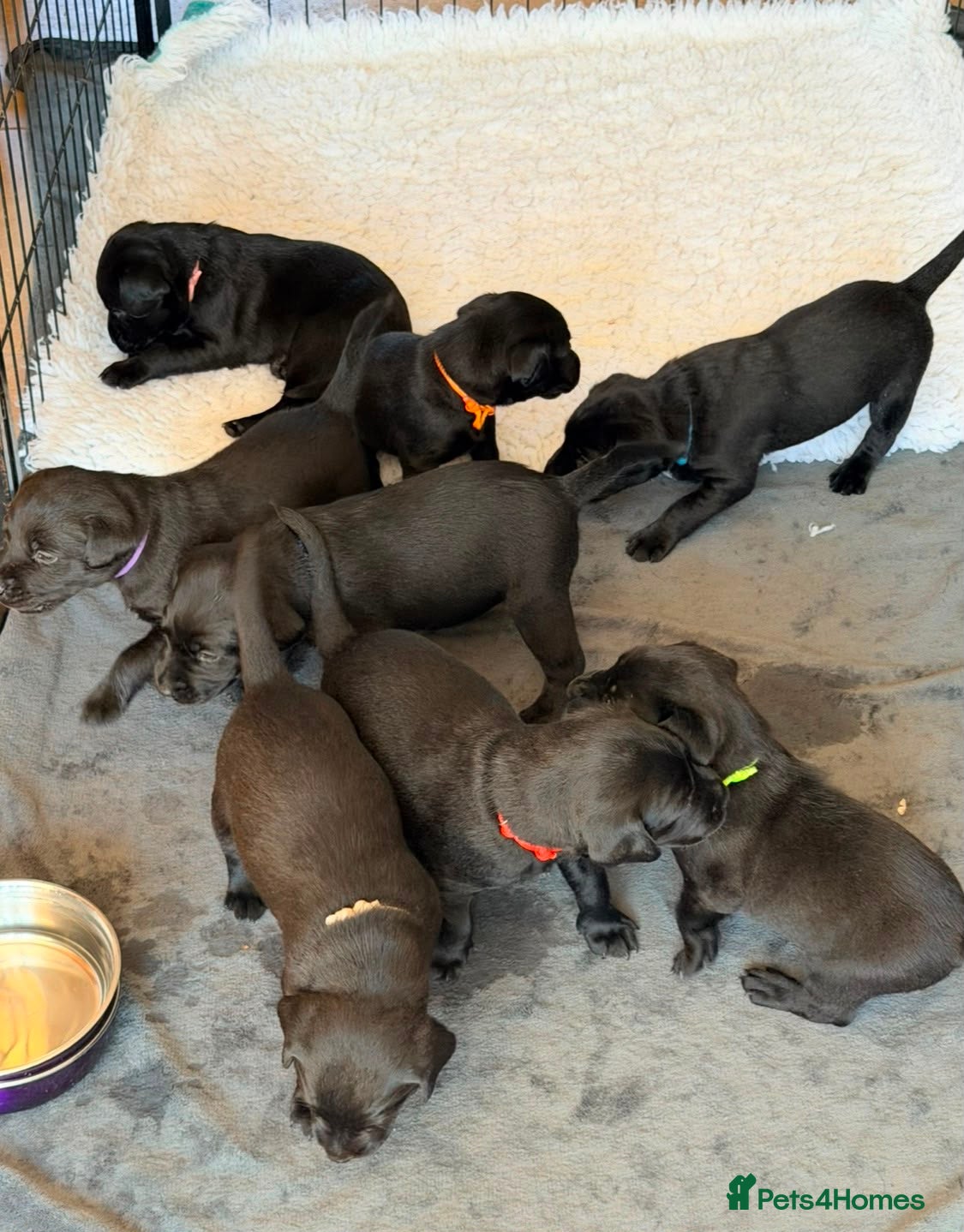Labrador Retriever dogs KC Registered, Fully Health Tested  - Advert 2