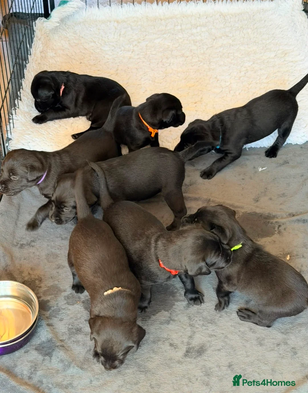 Labrador Retriever dogs for sale: KC Registered, Fully Health Tested  - Advert 2