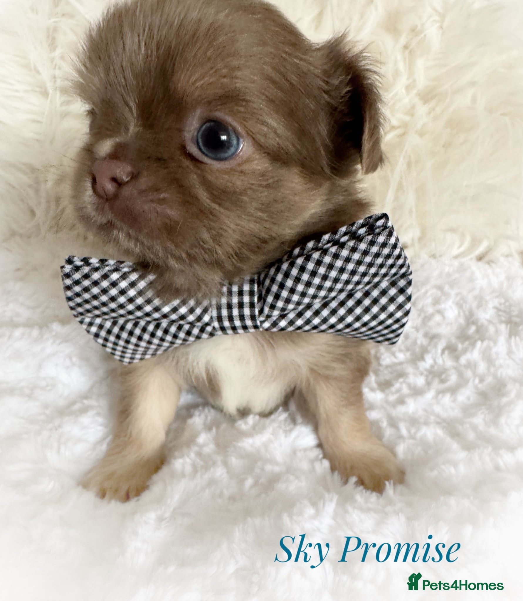 Chihuahua dogs KC chocolate and lilac long coat quality puppies  - Advert 1