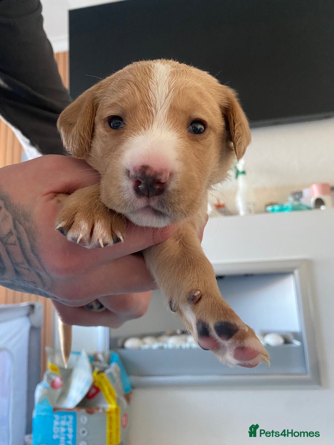 Springador dogs for sale: Labrador puppies - Advert 27