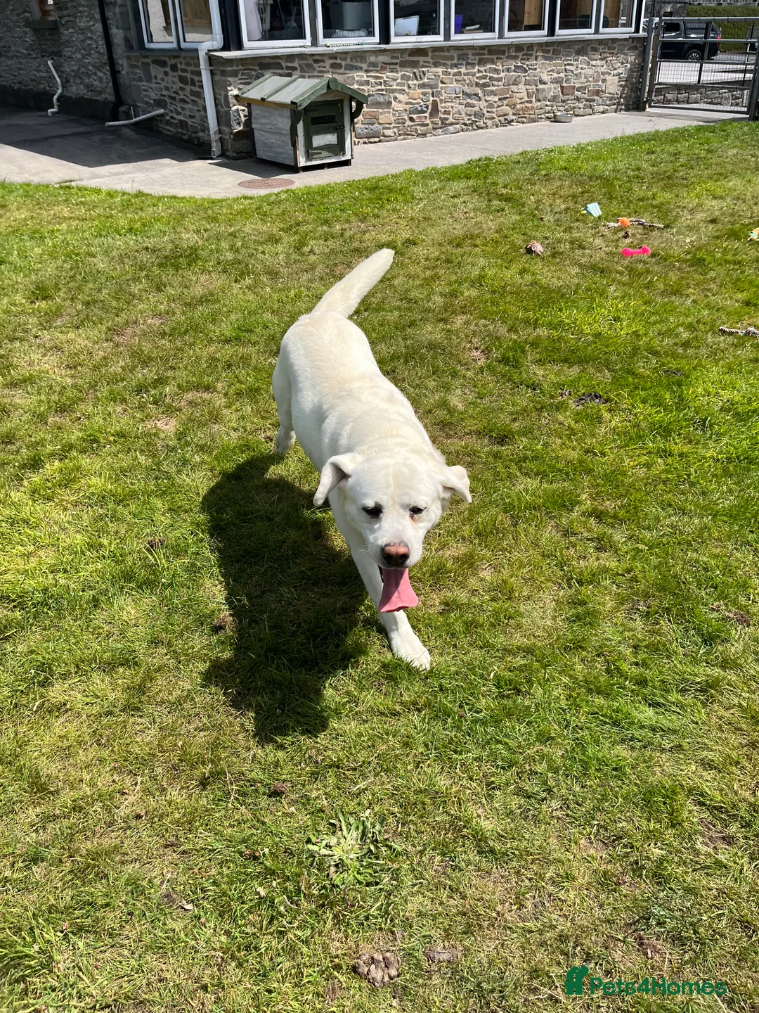 Labrador Retriever dogs for sale: KC reg health tested chunky white Labradors - Advert 10