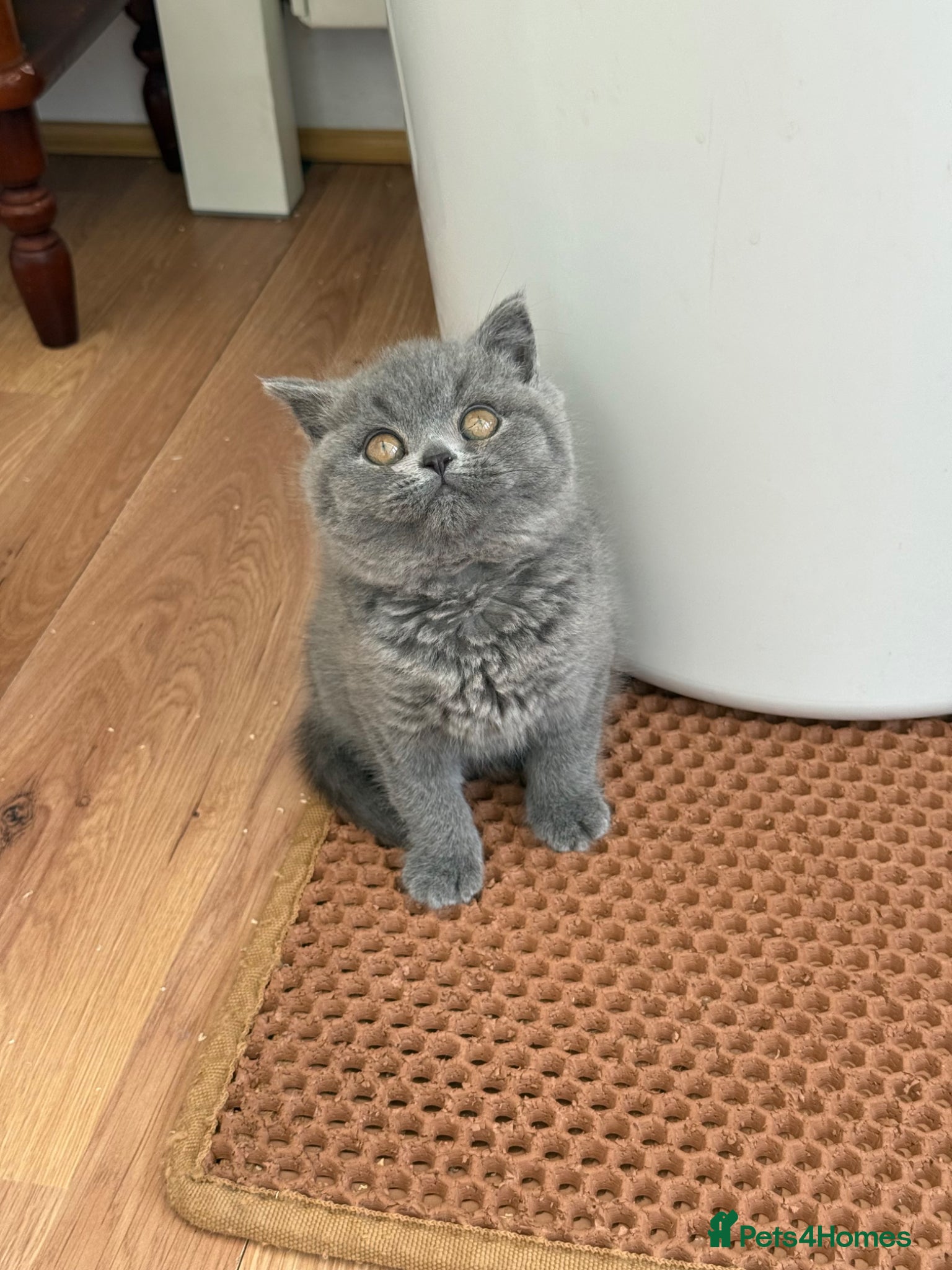 British Shorthair cats for sale: Pedigree British Shorthair Kittens ready to go! - Advert 11