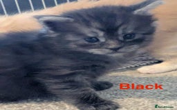 Maine Coon cats for sale: 3 beautiful Maine coon kittens  - Image 4