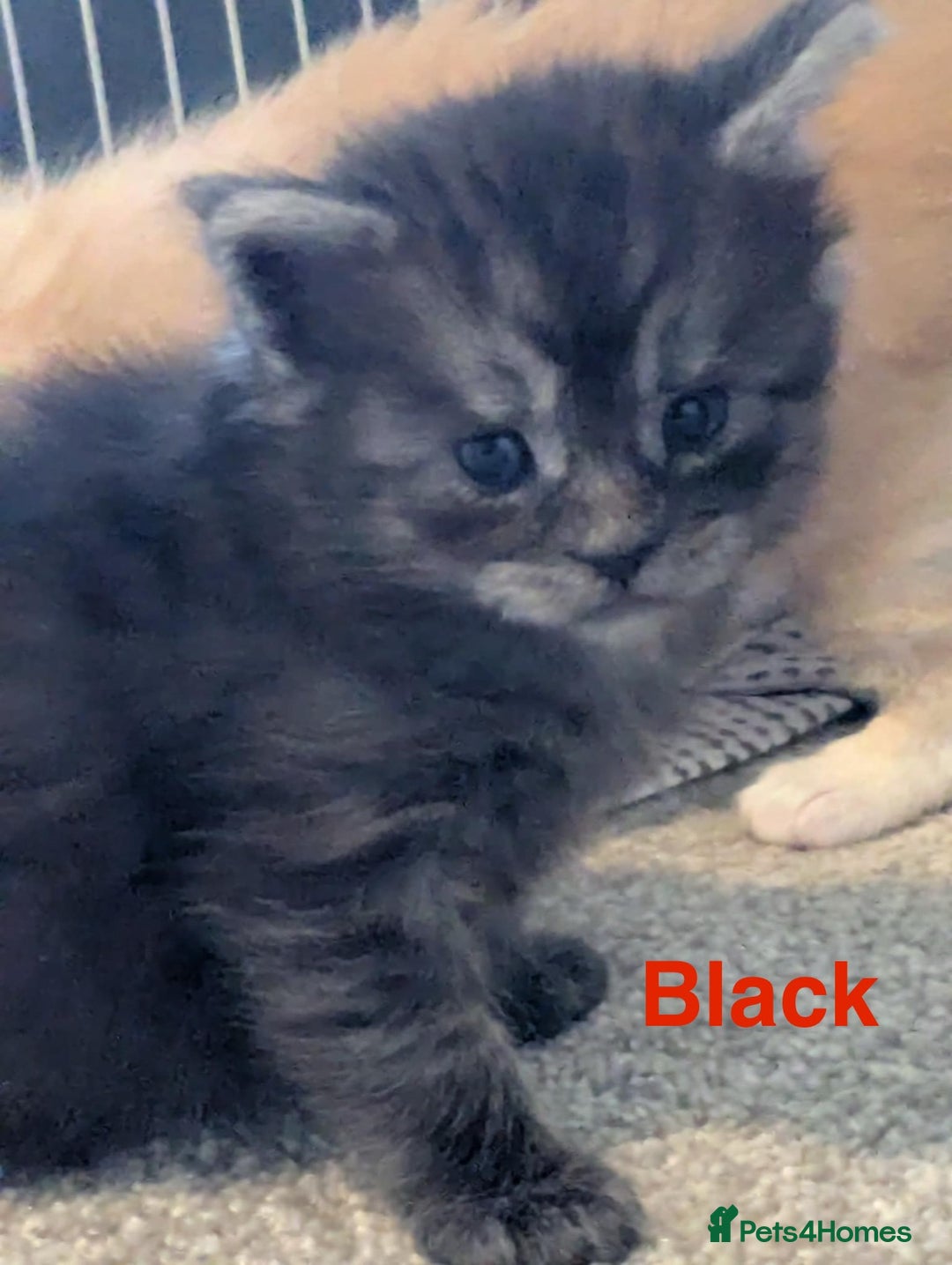 Maine Coon cats for sale: 3 beautiful Maine coon kittens  - Image 4
