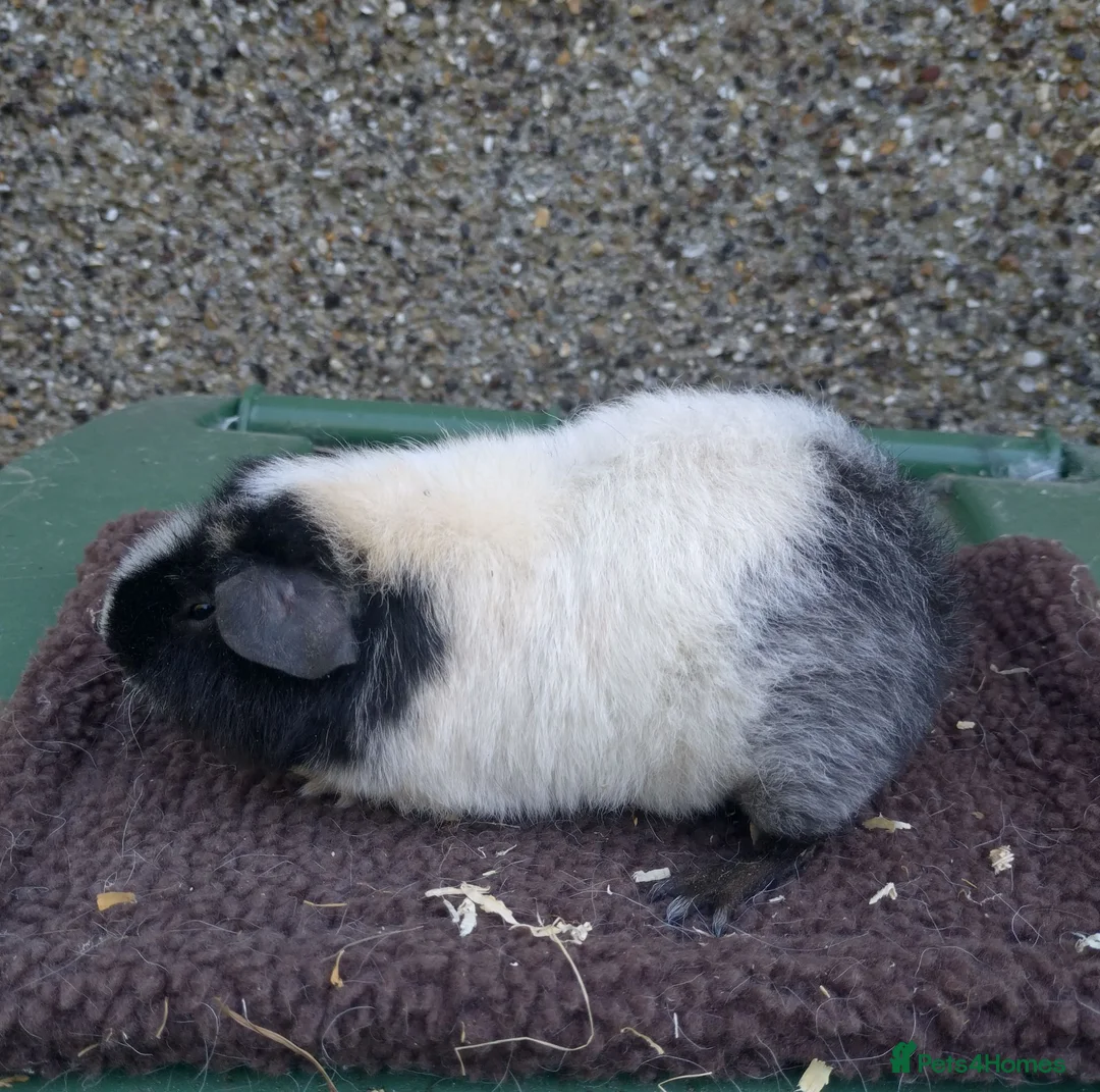 Guinea Pig rodents for sale: Young guinea pigs - Advert 2