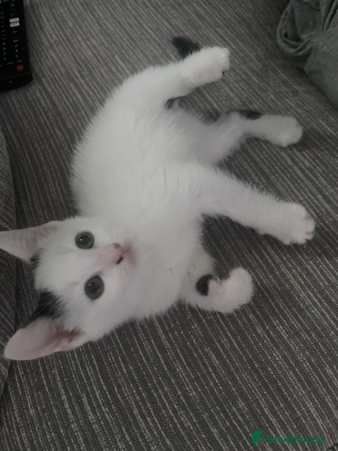 Mixed Breed cats for sale: Beautiful Kittens for sale  - Advert 17