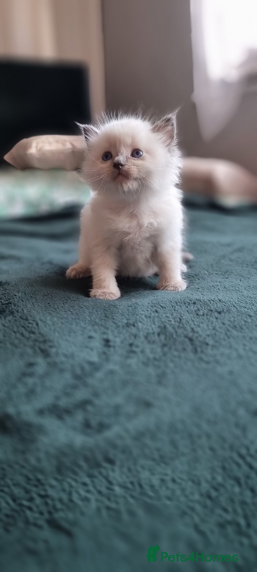 Ragdoll cats for sale: Adorable Ragdoll Kittens - READY NEXT WEEK - Image 8