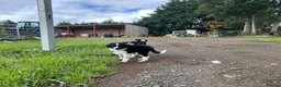 Border Collie dogs for sale: 2 border collie Pups- Ready to go now! - Advert 29