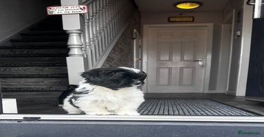 Lhasa Apso dogs in Carluke - Advert 1