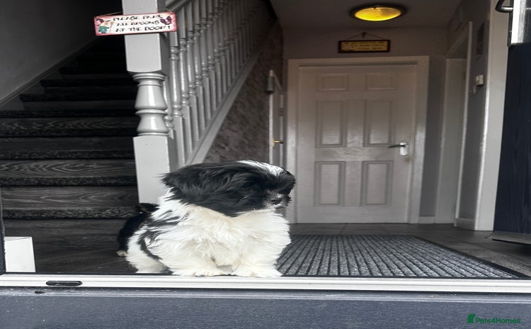 Lhasa Apso dogs in Carluke - Advert 1