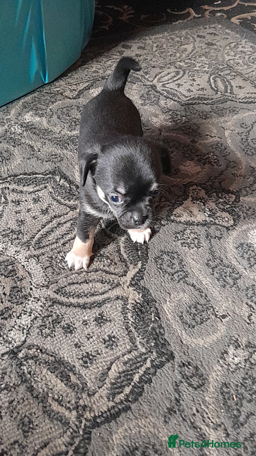 Chihuahua dogs for sale: Chihuahua pups in Doncaster - Advert 3